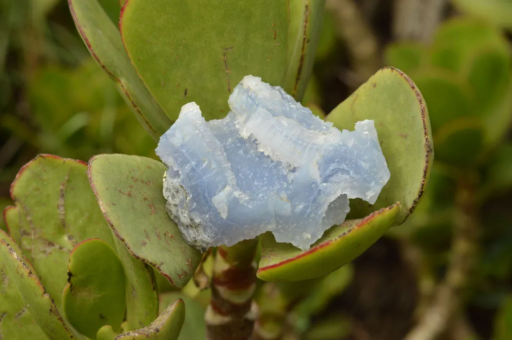 Natural Etched Blue Chalcedony Specimens  x 12 From Nsanje, Malawi