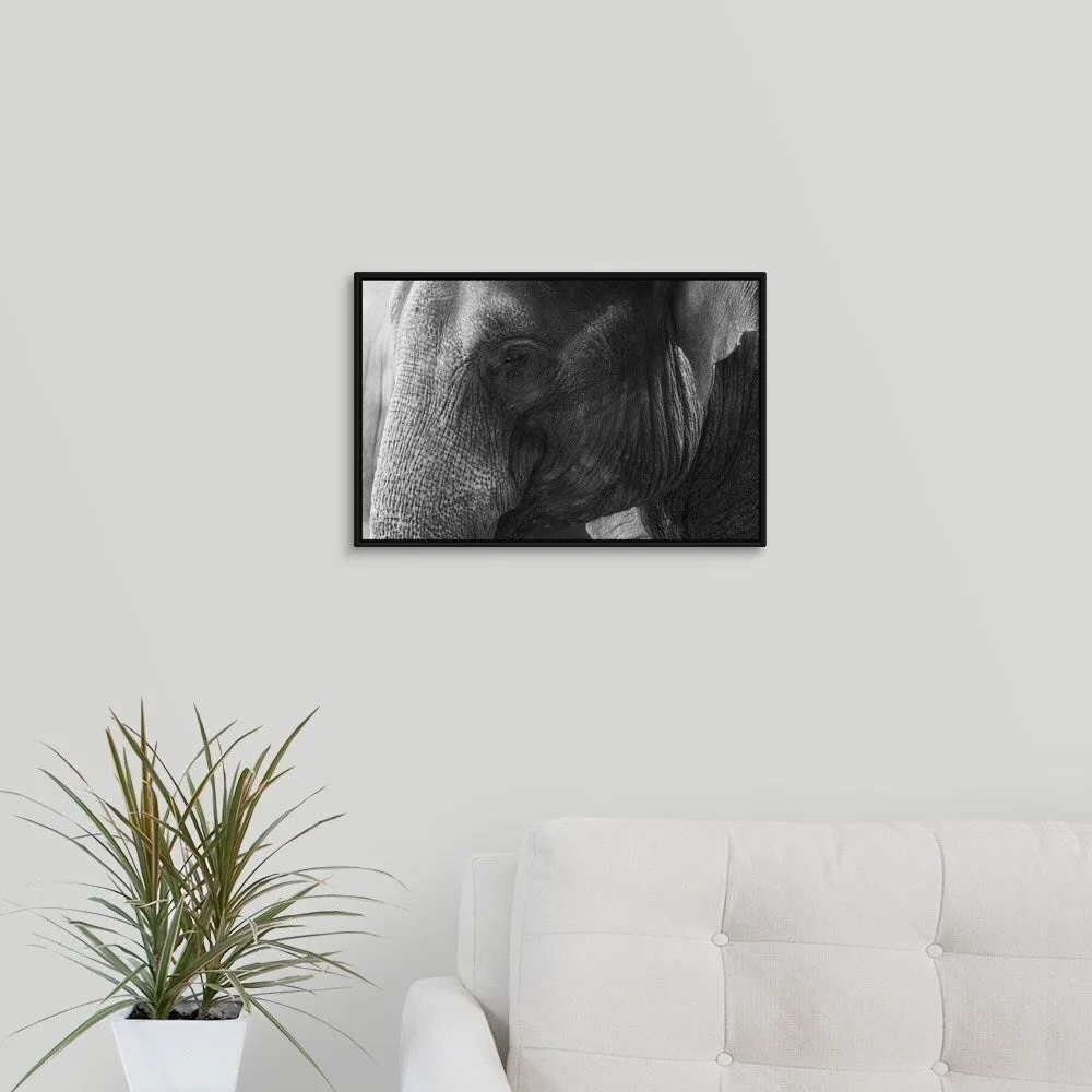 "Black and White Elephant portrait" Black Float Frame Canvas Art