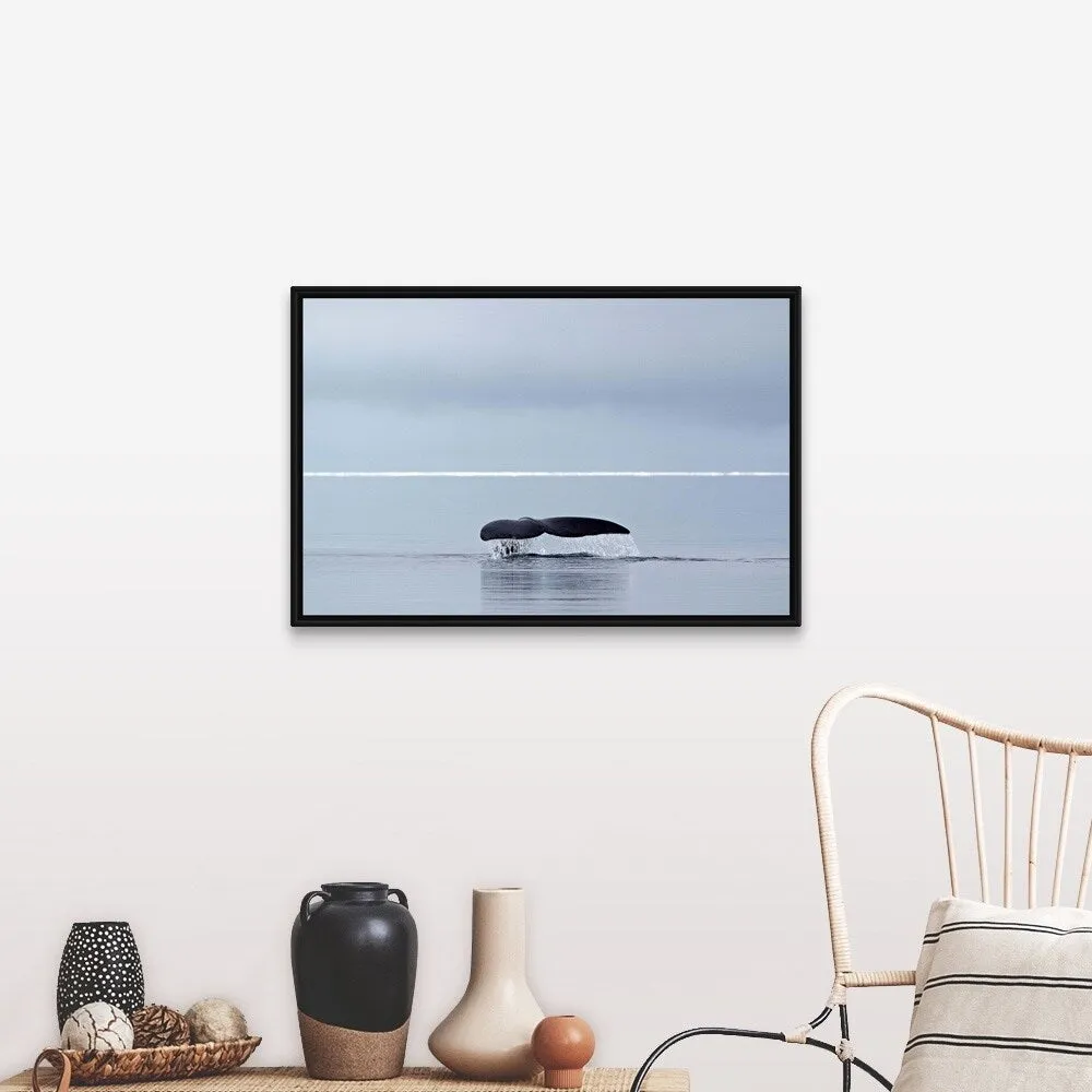 "Bowhead whale, fluking, Arctic Canada" Black Float Frame Canvas Art