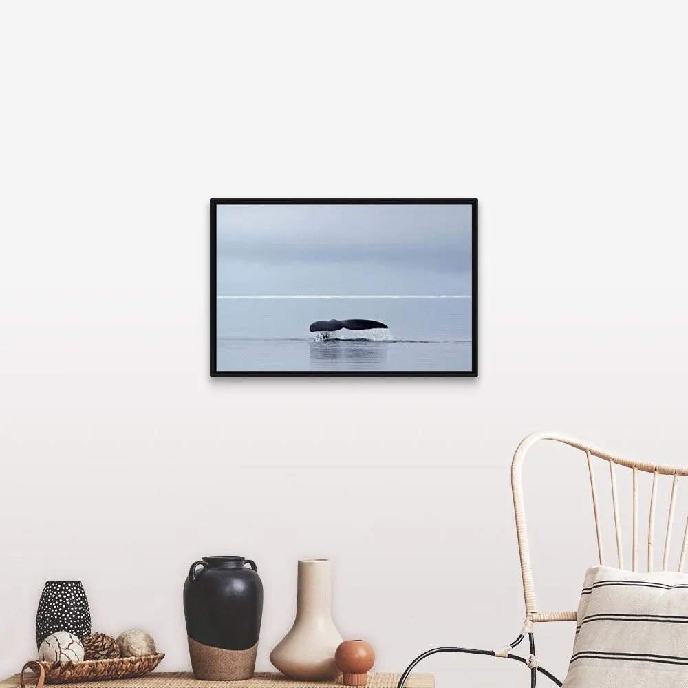 "Bowhead whale, fluking, Arctic Canada" Black Float Frame Canvas Art