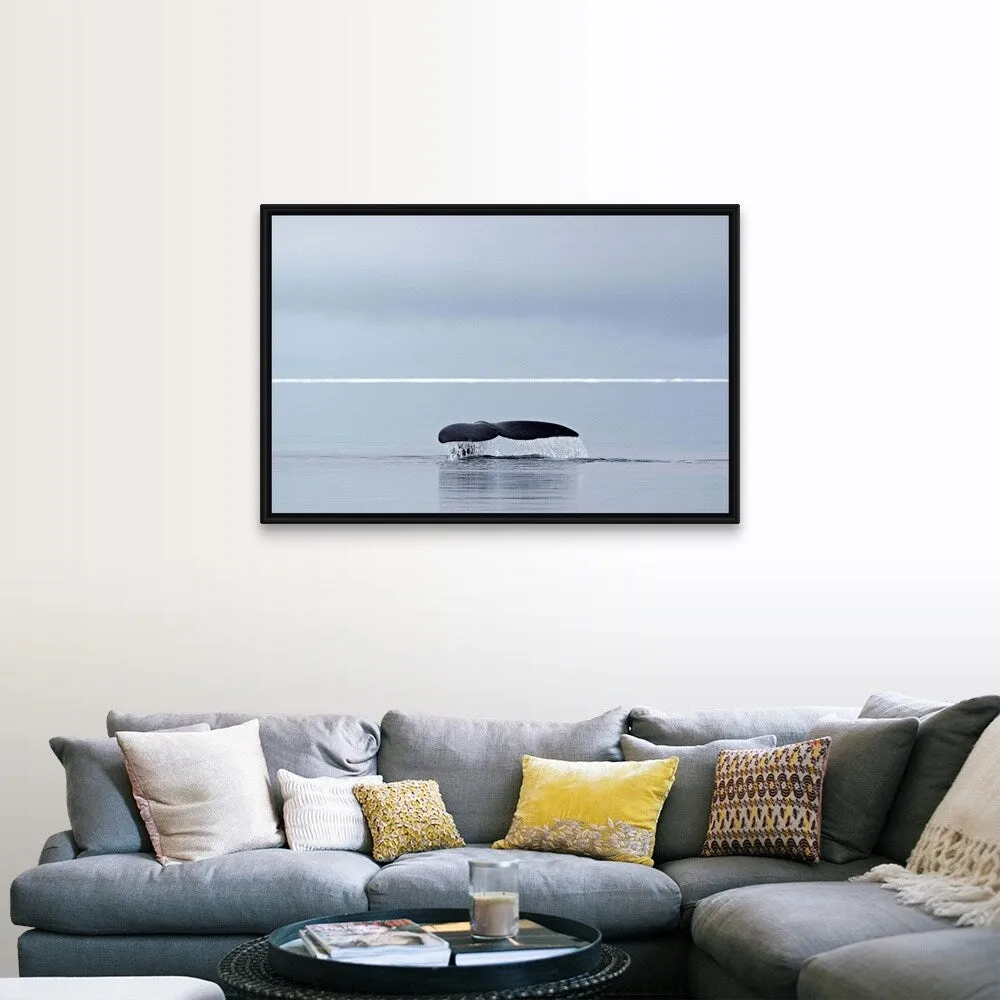 "Bowhead whale, fluking, Arctic Canada" Black Float Frame Canvas Art