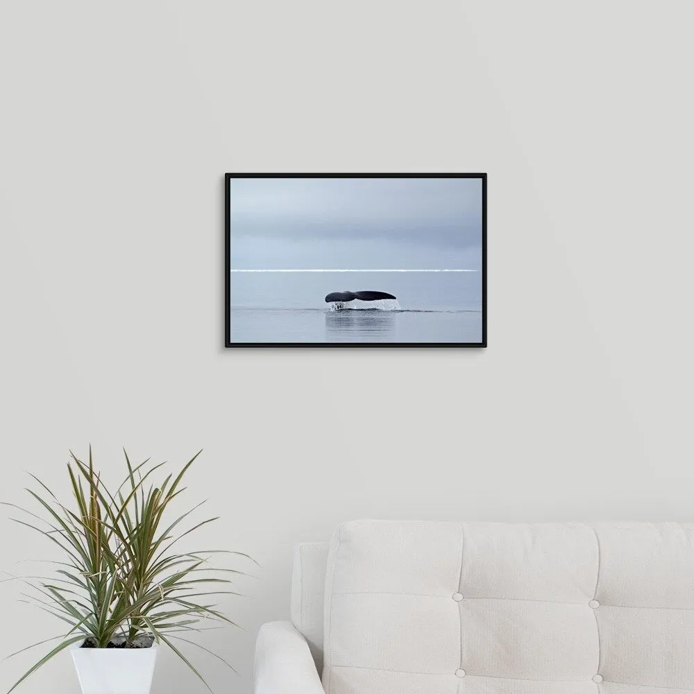 "Bowhead whale, fluking, Arctic Canada" Black Float Frame Canvas Art