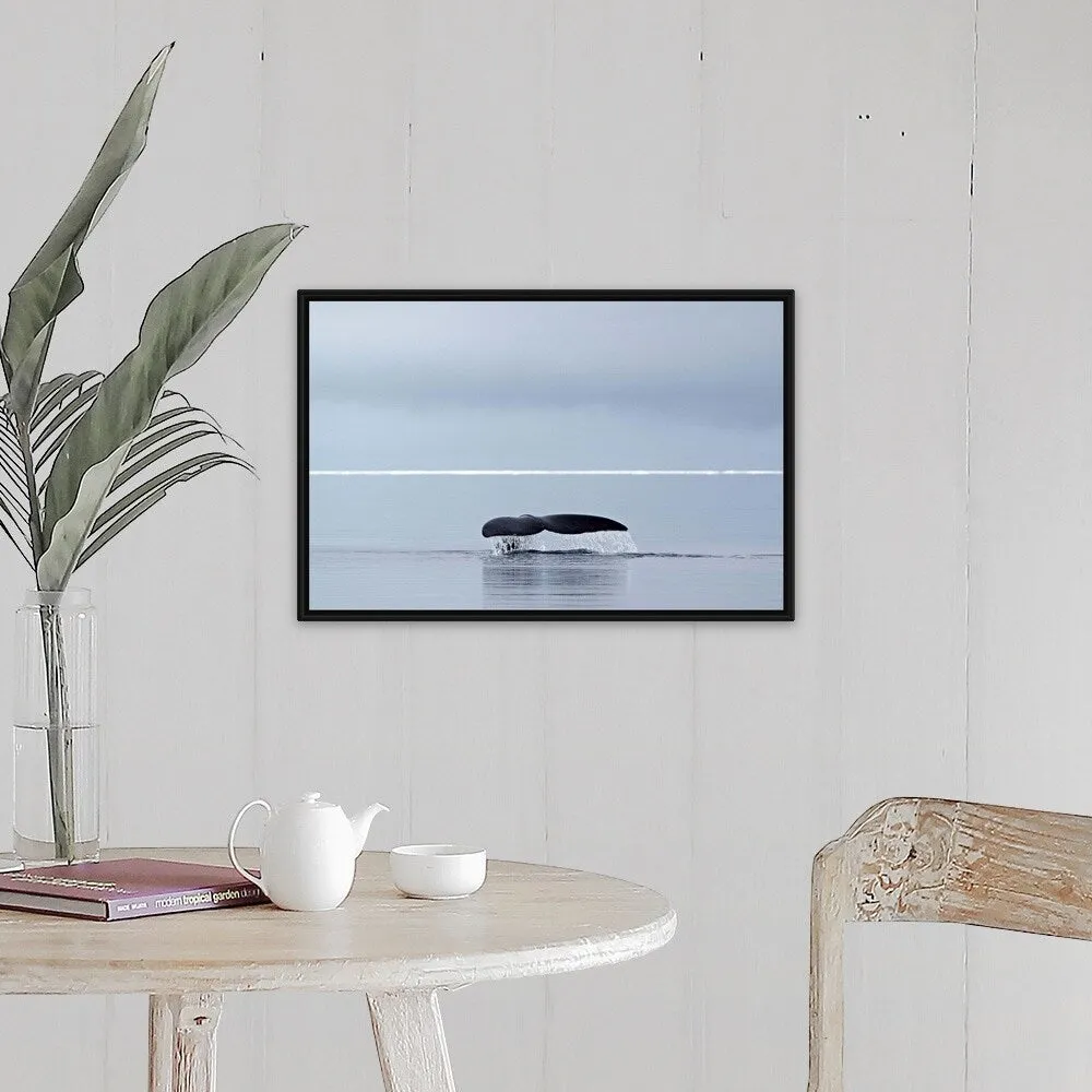 "Bowhead whale, fluking, Arctic Canada" Black Float Frame Canvas Art